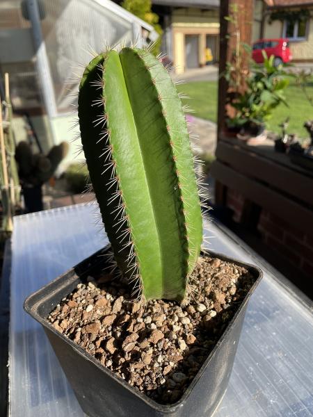 Lemaireocereus dumortieri